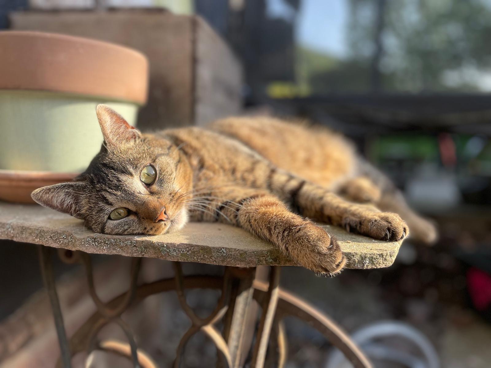 auf einem Gartentisch liegende getiegerte Katze