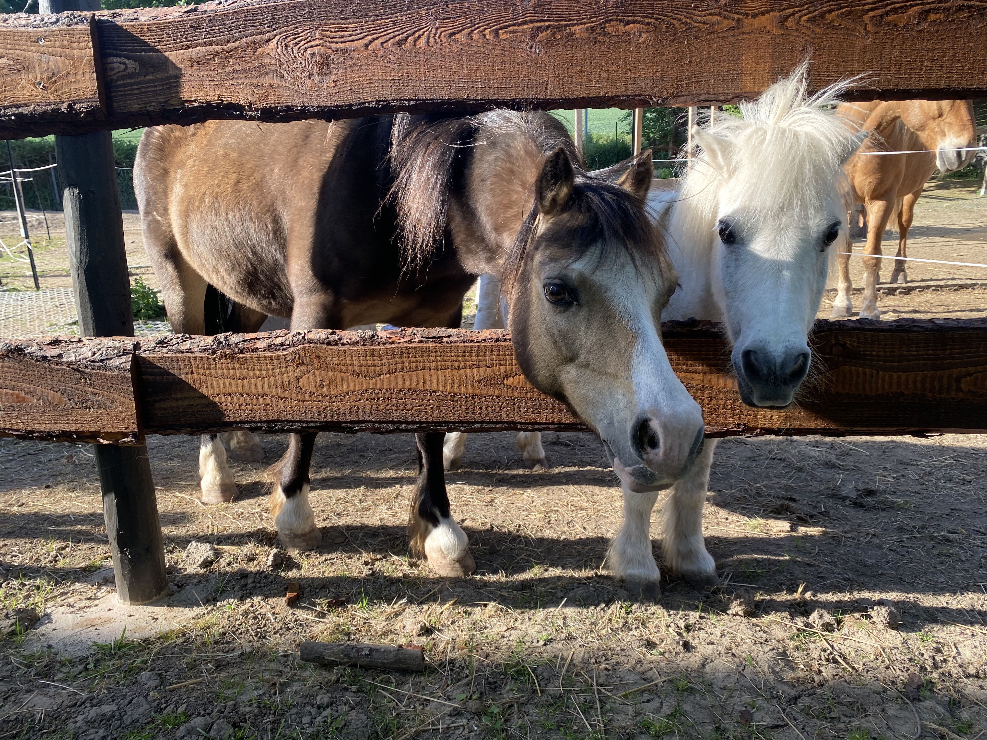 zwei Ponys gucken durch einen Holzzaun